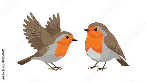 Pair of European robin birds with distinctive orange breasts are shown in a clean illustration style with one bird preparing for flight.