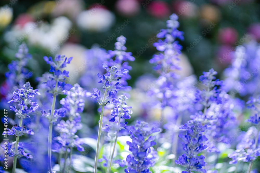 Fototapeta premium Lavender flower violet Lavender flowers in nature