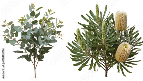 Two types of australian native plants isolated on transparent background