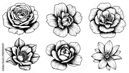 Floral illustrations of six different flowers in black and white  
