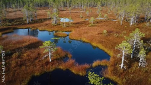 Wallpaper Mural Scenic aerial view of a tranquil bog landscape with winding waterways and trees Torontodigital.ca