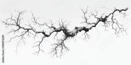 Dark, twisted tree branch on white background