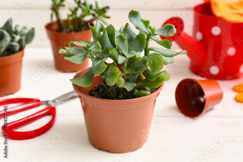 Plant with scissors, wateri...