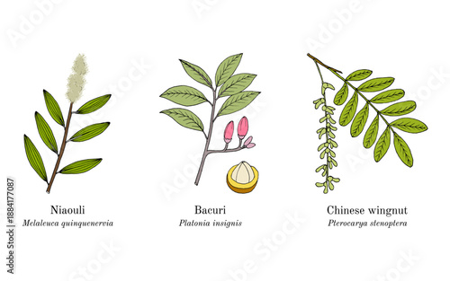 Collection of edible and medicinal plants. Hand drawn botanical vector illustration