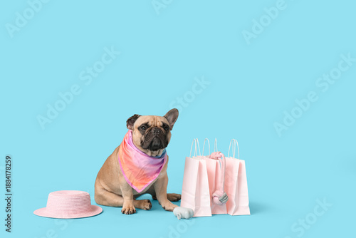 Cute french bulldog with sh...
