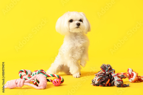 Cute Bolognese dog with rop...