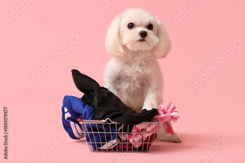 Cute Bolognese dog in hat a...