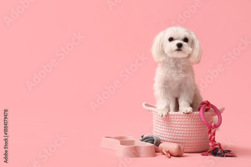 Cute Bolognese dog in braided bag with toys on pink background © Pixel-Shot