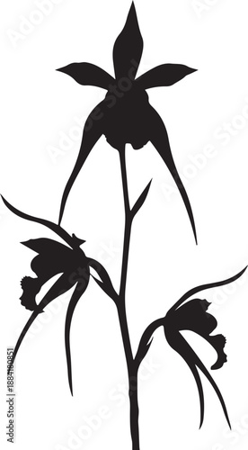 Black silhouette of a flowering orchid plant with three blooms black and white