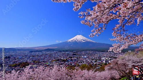 山梨県 新倉山浅間公園の桜と富士山