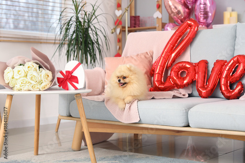 Cute Pomeranian dog with wo...