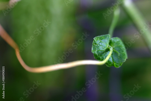 Macro shot of a small green bract on the peduncle of a Bitter Melon (Momordica charantia) vine. The leaf-like structure is sharp against a blurred background, highlighting the thin stem connection.