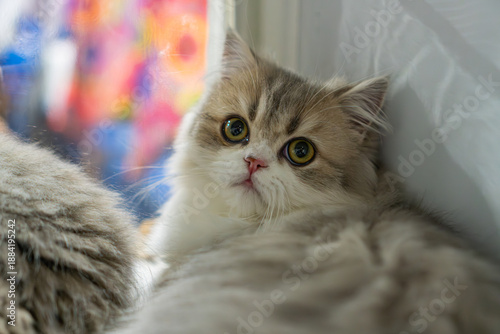 Photos Close-up view of two cats, one facing the camera half-closed eyes, shades of whi