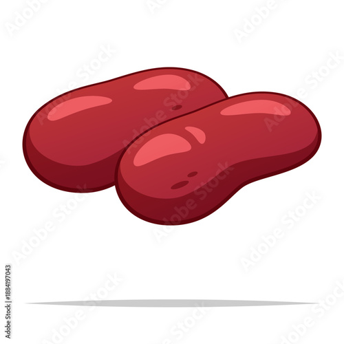 Raw pork kidney vector isolated illustration