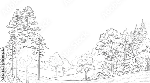 Black-and-white line drawing of natural landscape with coniferous and deciduous trees, rolling hills, and open terrain, ideal for forest diversity illustration, botanical reference, or coloring page u