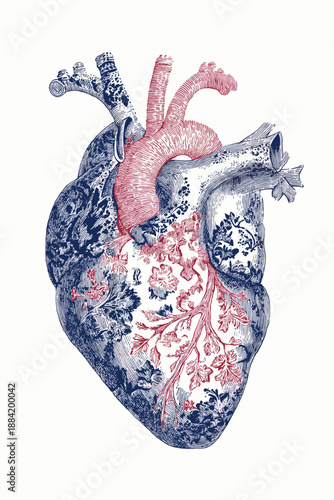 Decorative human heart combining anatomical and intricate floral designs on a white background. Anatomical heart drawing featuring ornate floral patterns