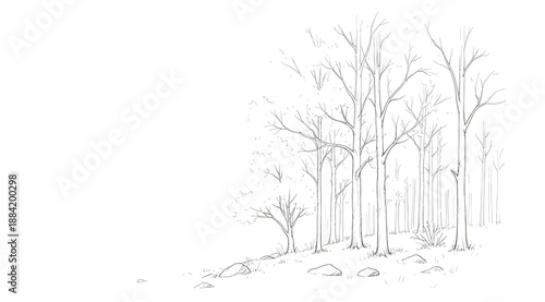Minimalist line drawing of leafless forest scene with tall thin trees and scattered rocks on blank background, evoking serene winter or early spring atmosphere for artistic, educational, or design use