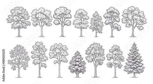 Detailed black and white vector illustration set of diverse tree silhouettes with rounded canopies, conical forms, branching structures and foliage patterns for botanical, landscape, design, and educa