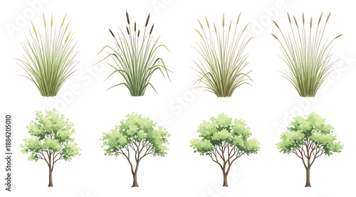 Vector illustration collection of tall grasses and deciduous trees showing diverse foliage, seed heads, and branch structures for botanical studies, ecological design, landscape planning, environmenta