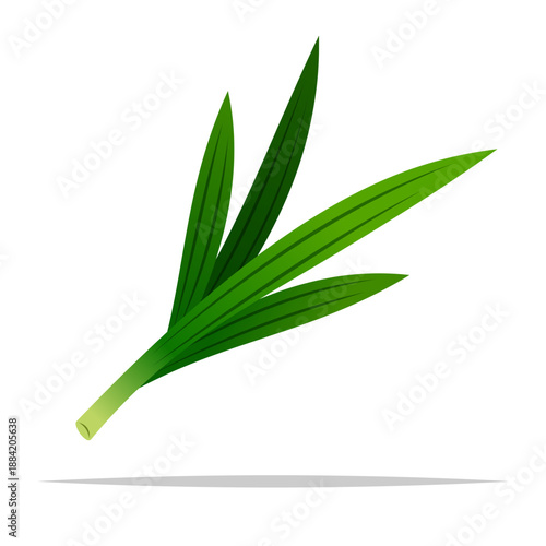 Pandan leaves vector isolated illustration
