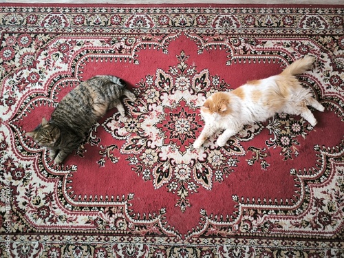 persian cat on a carpet