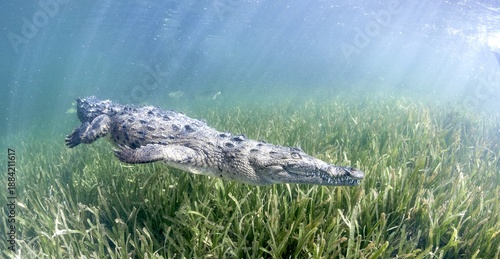 The American Crocodile (Crocodylus Acutus) in the water