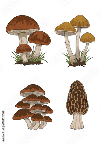 Detailed illustration of various mushroom species including brown cap varieties and a single morel mushroom on white background.