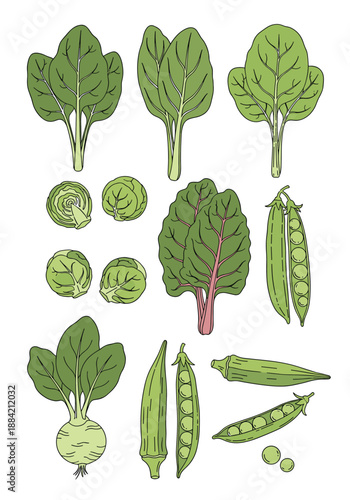 Selection of healthy green vegetables featuring spinach leaves Brussels sprouts chard pods of peas okra and a turnip on white.