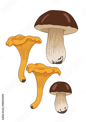 Illustration of wild forest mushrooms including brown capped porcini and bright yellow chanterelles on a white background.