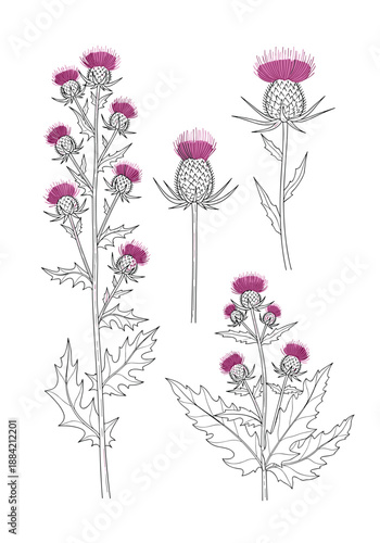 Hand drawn illustration of purple thistle flowers with detailed prickly leaves and stems in a botanical style on white.