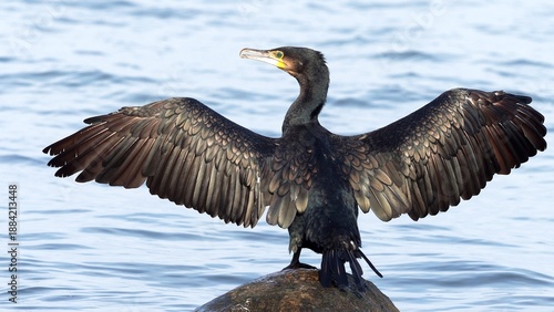 Double-crested Cormorant - (Phalacrocorax auritus) on the rock