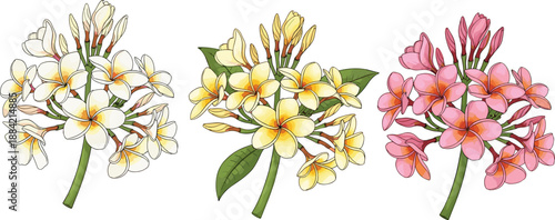 Vector illustration of frangipani plumeria flower bouquets in white yellow and pink colors isolated on white background for tropical floral design