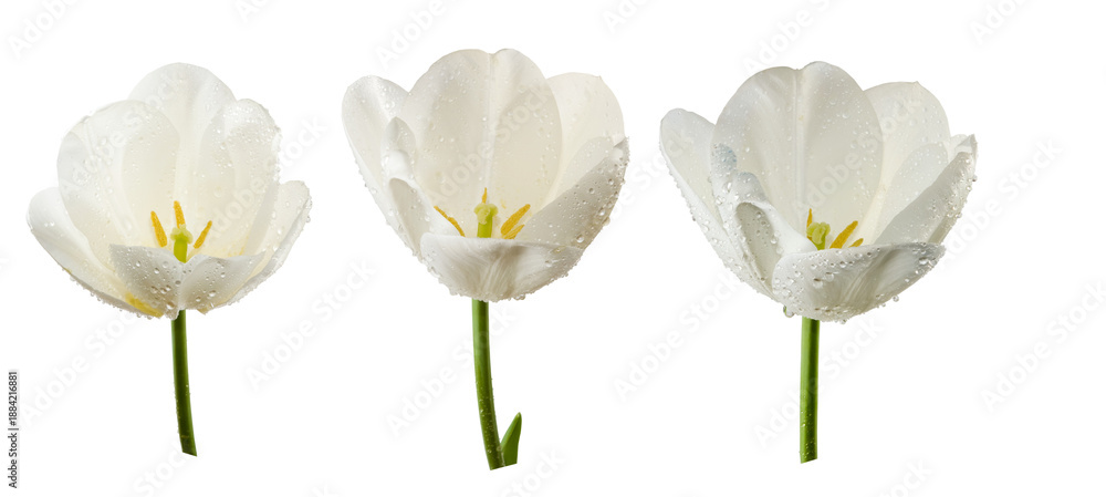 Fototapeta premium Three white flowers with water droplets showing different angles and details of their petals and stems isolated on transparent background, PNG file