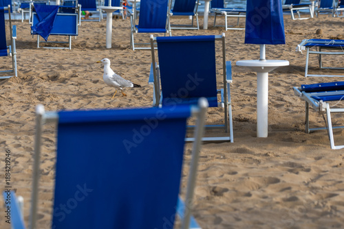 Photos focus dettagliato di un gabbiano adulto selvatico che si muove sulla sabbia e tr