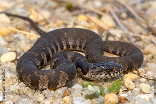 Banded Water Snake (Nerodia fasciata) on the ground