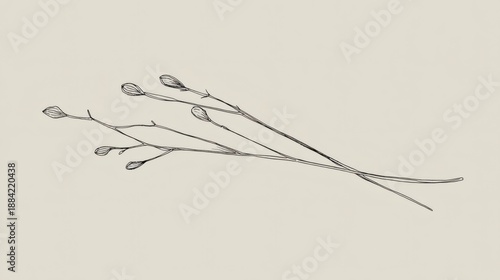 New Buds on Branch Minimalist Botanical Illustration