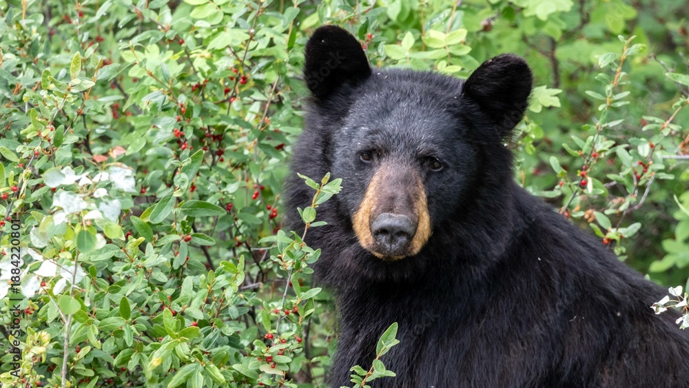 Fototapeta premium Florida Black Bear - (Ursus americanus floridanus) 