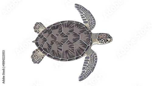 Detailed illustration of a green sea turtle swimming seen from a top-down perspective showing its shell pattern.
