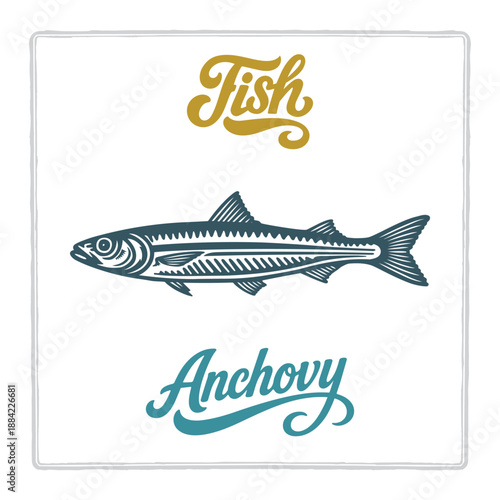 Hand drawn Anchovy fish illustration in vintage engraving style with lettering. Perfect for seafood design, restaurant branding, menus, labels, posters, and packaging. Part of set.