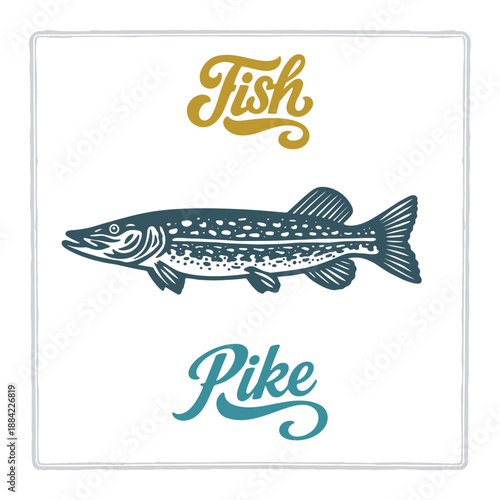 Hand drawn Pike fish illustration in vintage engraving style with lettering. Perfect for seafood design, restaurant branding, menus, labels, posters, and packaging. Part of set.