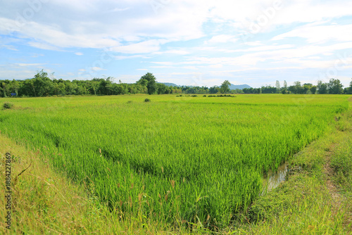 Vast expanse of vibrant green rice fields stretches out under a bright blue sky, showcasing the peaceful beauty of a thriving agricultural landscape in the countryside.