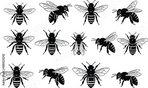 Bee silhouette collection showing flying and top view honeybee poses isolated on white background for insect wildlife vector design