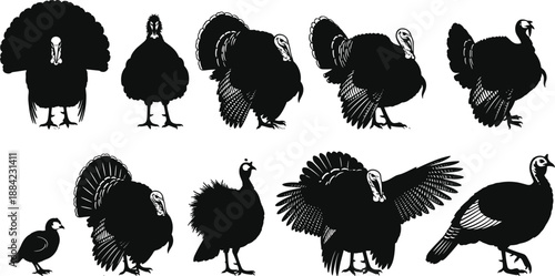 Wild turkey silhouette collection showing male gobbler, hen, chick and flying poses isolated on white background for hunting wildlife vector design