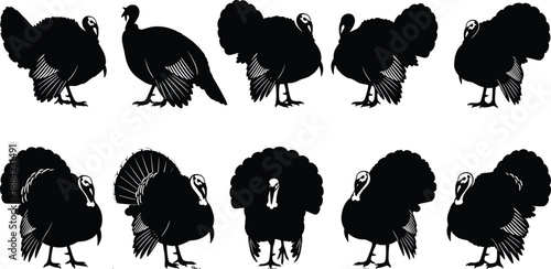 Wild turkey silhouette set featuring male gobbler poses isolated on white background for hunting farm wildlife vector design