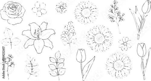 Hand drawn botanical illustration set of various flowers and leaves.