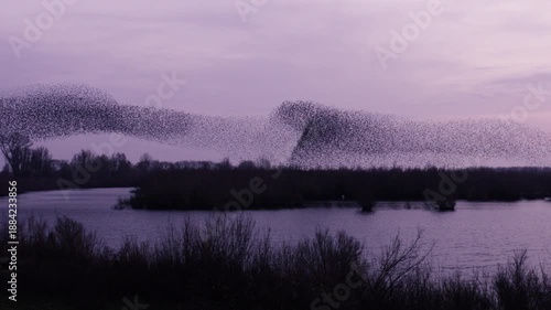 Murmuration of migrating starlings above waterbody in Tiengemeten after sunset