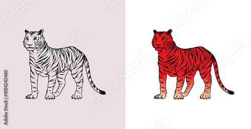 Realistic black and white Tiger standing drawing in very detailed old engraving style. Pen and ink used design with traditional tools. 