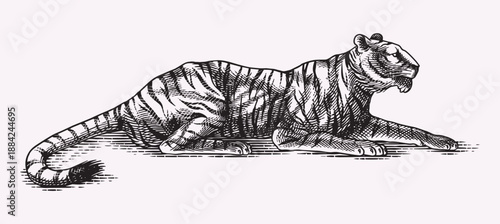 Realistic black and white laying Tiger drawing in very detailed old engraving style. Pen and ink used design with traditional tools. 