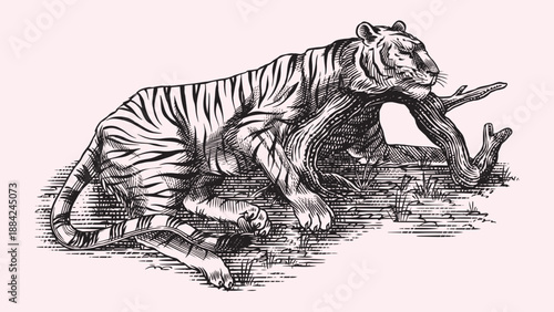 Realistic black and white sleeping Tiger drawing in very detailed old engraving style. Pen and ink used design with traditional tools. 