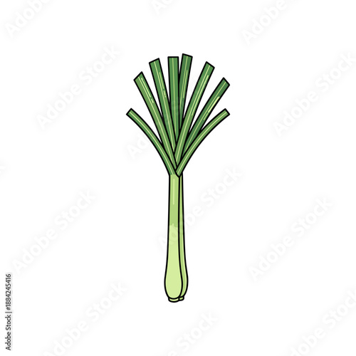 Illustration of a fresh green leek vegetable with long leaves.